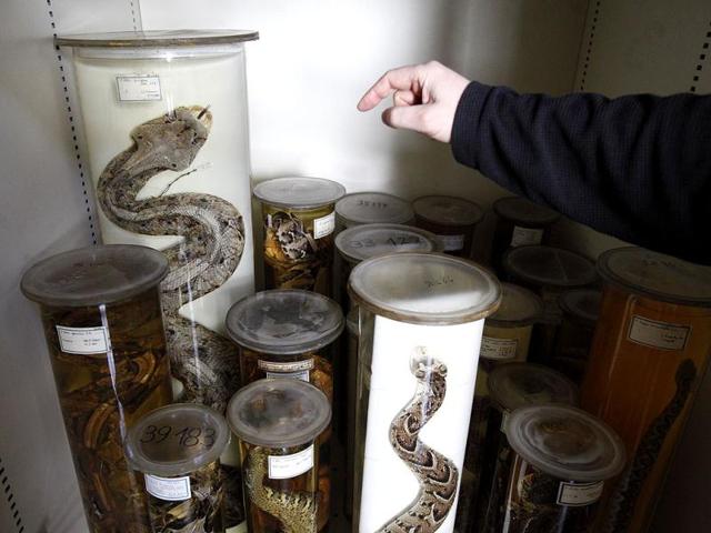 Preserved snakes are stored in a laboratory of the Naturhistorisches Museum Wien (Museum of Natural History) in central Vienna. Reuters Photo/Herwig Prammer