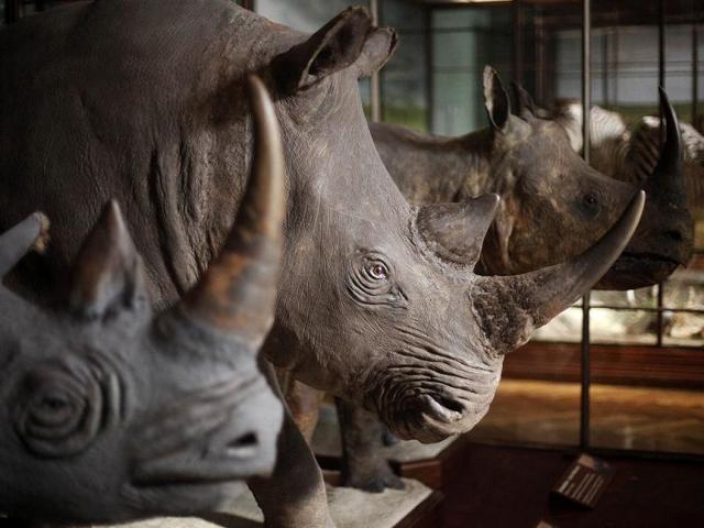 Historic mounted rhinos are displayed in an exhibition hall of the Naturhistorisches Museum Wien (Museum of Natural History) in central Vienna. Reuters Photo/Herwig Prammer