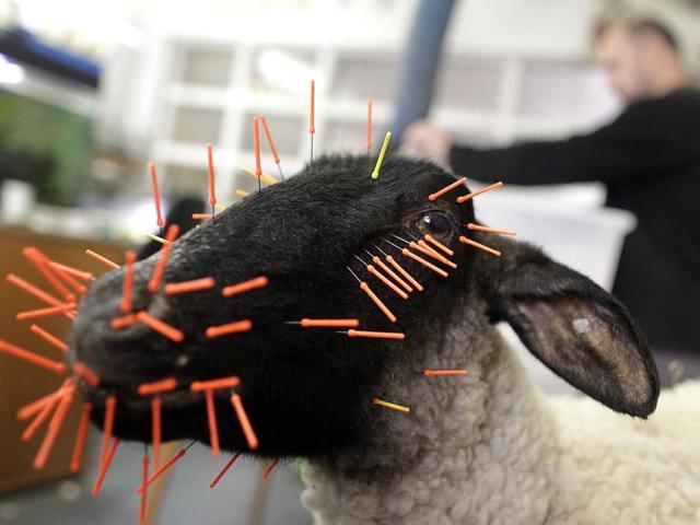 A mounted sheep is prepared at a laboratory of the Naturhistorisches Museum Wien (Museum of Natural History) in central Vienna. Reuters Photo/Herwig Prammer