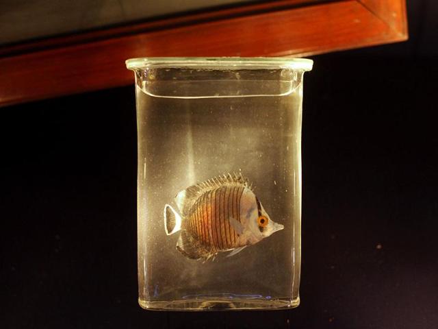 A historic alcohol preparation of a coral fish from the James-Cook expedition from around 1780 is displayed at the Naturhistorisches Museum Wien (Museum of Natural History) in central Vienna. The museum, which first opened in 1889, consists of 39 exhibition halls with thousands of objects on display. Reuters Photo/Herwig Prammer
