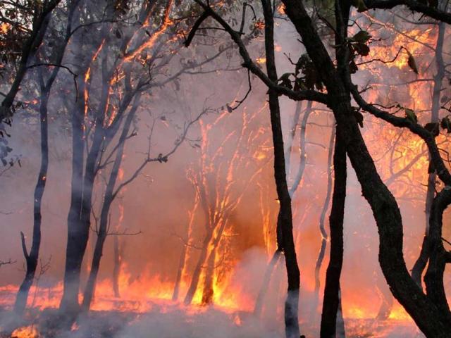 A massive fire rages in "La Primavera" forest in Guadalajara, Mexico. More than 700 firefighters were sent to the site where the fire has been burning uncontrolled for four days now and has consumed over 5000 hectares so far. (AFP Photo)
