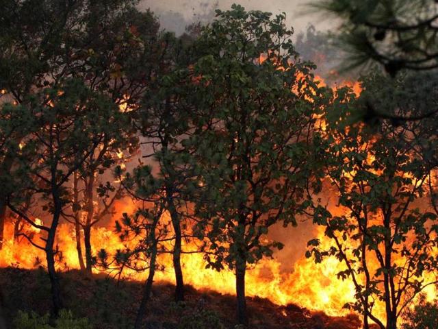 A massive fire rages in "La Primavera" forest in Guadalajara, Mexico. More than 700 firefighters were sent to the site where the fire has been burning uncontrolled for four days now and has consumed over 5000 hectares so far. (AFP Photo)