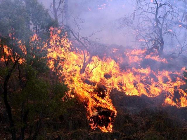 A massive fire rages in "La Primavera" forest in Guadalajara, Mexico. More than 700 firefighters were sent to the site where the fire has been burning uncontrolled for four days now and has consumed over 5000 hectares so far. (AFP Photo)