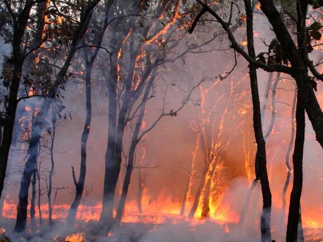 A massive fire rages in "La Primavera" forest in Guadalajara, Mexico. More than 700 firefighters were sent to the site where the fire has been burning uncontrolled for four days now and has consumed over 5000 hectares so far. (AFP Photo)