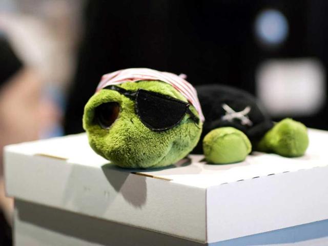 A toy turtle dressed as a pirate lies on top of a ballot box during a party convention of the Pirates in Neumuenster, northern Germany. AP Photo/dapd, Clemens Bilan