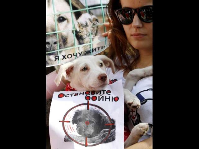 A woman holds a dog during the 'Fair Play For Strays' demonstration to speak out for the rights of stray animals in Kiev. Placards read 'I want to live' (L) and 'Stop massacre'. Reuters/Anatolii Stepanov