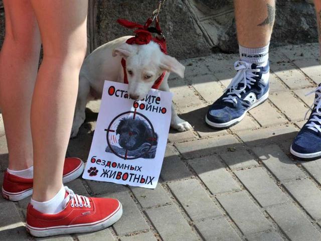A dog holds a poster reading 'Stop stray animals killing' as it sits near Ukrainian animals-rights activists during a rally in front of the cabinet of the ministers building in Kiev. AFP/Sergei Supinsky