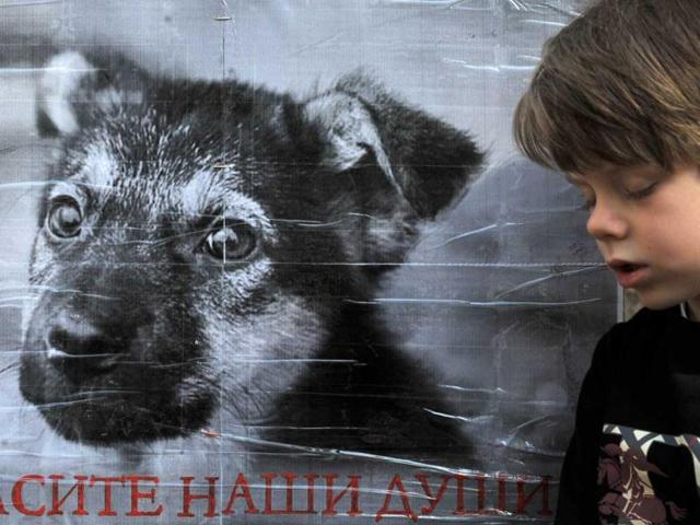 A young Ukrainian animal-rights activist dozes in front of poster saying 'Save our souls' during a rally in front of the cabinet of the ministers building in Kiev. AFP/Sergei Supinsky