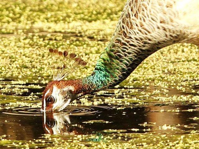 A peahen quenches its thirst in the Delhi Zoo. HT/Jasjeet Plaha