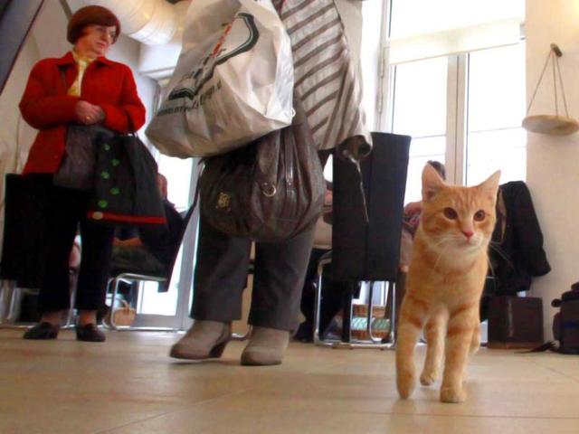 Two cats 'Thomas' and 'Sonja' stroll around as customers arrive in Vienna's first cat cafe. After three years of negotiations with city officials over hygiene issues, Austria opened its first cat cafe last Friday. 'Cafe Neko', "Neko" meaning cat in Japanese, was opened by Vienna resident Takako Ishimitsu, 47, from Japan. Customers can stroke and interact with their five feline hosts, named Sonja, Thomas, Moritz, Luca and Momo, who all came from an animal shelter and now freely roam about the cafe and take naps.(Reuters)