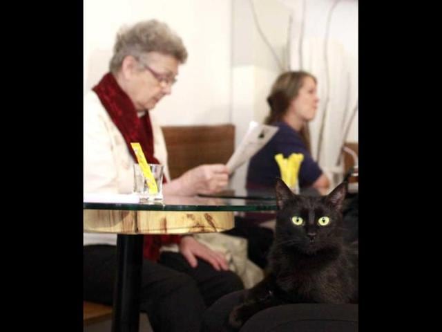 Cat 'Sonja' sits on the legs of a customer in Vienna's first cat cafe. After three years of negotiations with city officials over hygiene issues, Austria opened its first cat cafe last Friday. 'Cafe Neko', "Neko" meaning cat in Japanese, was opened by Vienna resident Takako Ishimitsu, 47, from Japan. Customers can stroke and interact with their five feline hosts, named Sonja, Thomas, Moritz, Luca and Momo, who all came from an animal shelter and now freely roam about the cafe and take naps. (Reuters)