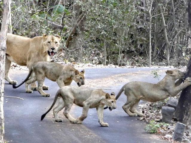 safari au parc national sanjay gandhi