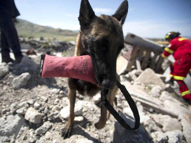 A canine member of the Hermosillo Task Force, a K-9 search and rescue unit from Mexico, plays with a toy after finding a mock buried victim while training to search for earthquake victims in a simulated rubble pile in Salt Lake City, Utah. Reuters/Jim Urquhart