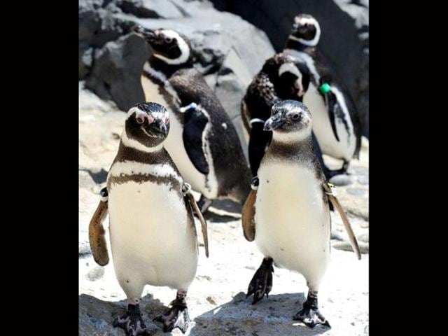 Penguins at play