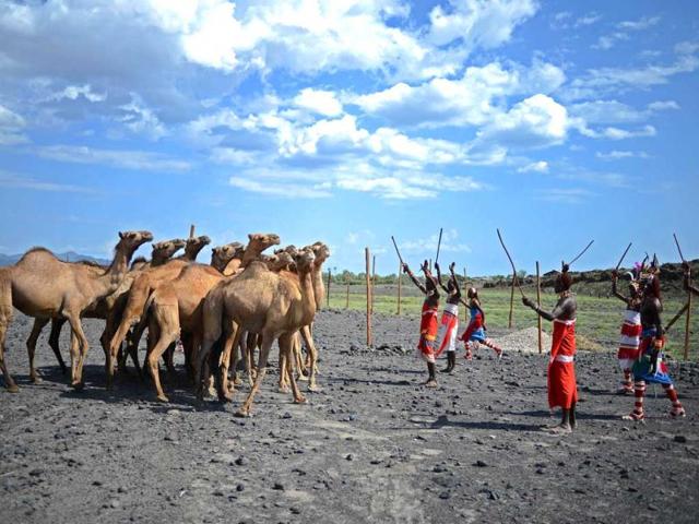 Men from the Rendille tribe tend camels at the Lake Turkana Festival in Loiyangalani, near Lake Turkarna in Northern Kenya. The festival is an annual cultural festival designed to promote tourism in the area and to forge better relationships between the seven different tribes in the area. (AFP Photo)
