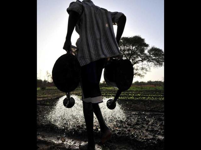 A farmer waters lettuces in a field on the outskirts of Niamey. The African nation of Niger is frequently affected by food crises. (AFP Photo)