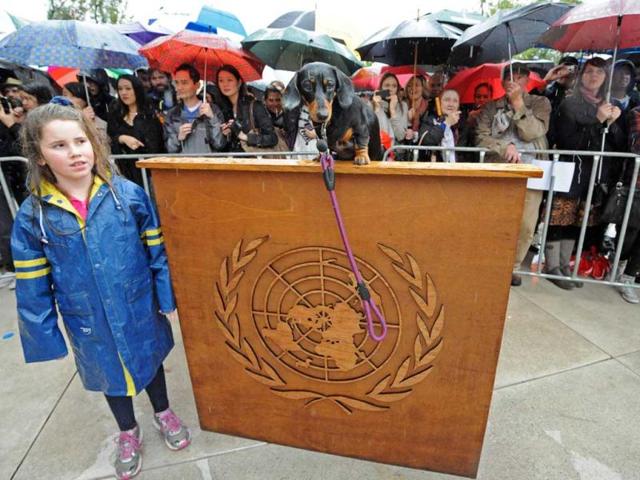 Parker Stanton (L) keeps a close eye on Coco, the dachshund, playing the role of Ban Ki-moon, UN Secretary General, in Bennett Miller’s 'Dachshund UN' performance outside the Museum of Contemporary Art (MCA) in Sydney. The 47 specially recruited dachshunds represented different nations and the utopian aspirations of the United Nations as a risk management organisation. AFP/Torsten Blackwood
