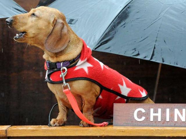 Monkey, the dachshund, playing the role of China barks during Bennett Miller’s 'Dachshund UN' performance outside the Museum of Contemporary Art (MCA) in Sydney. AFP/Torsten Blackwood