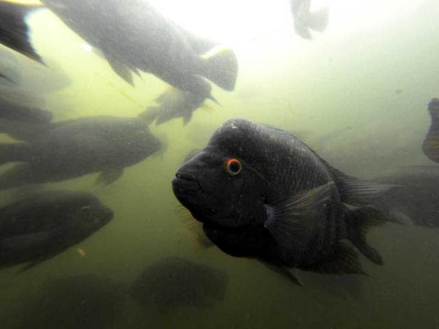 Fish are seen in the aquarium of the National Biodiversity Institute on May 31, 2012 in Heredia, Costa Rica. June 5 celebrates World Environment Day. AFP PHOTO/ Rodrigo ARANGUA