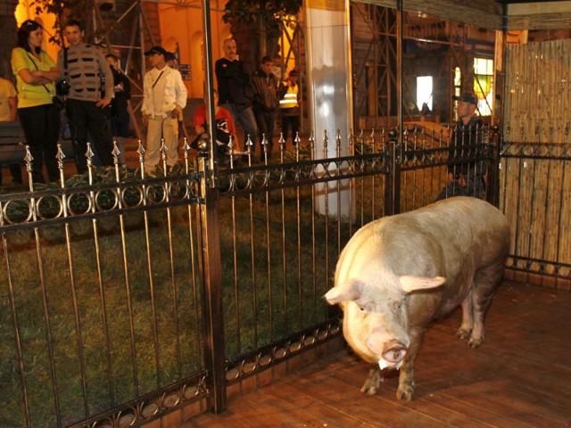 A pig named Funtik is seen in its cage in. Kiev's city government said it would wheel out the porky tipster to give daily forecasts during the Euro 2012 soccer tournament. Reuters/Gleb Garanich