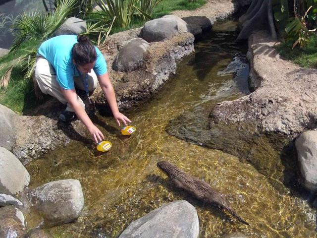 A staff watches as an otter named Maya predicts Spain's victory against Italy in their first Euro 2012 soccer match, to be played on June 10, by choosing a piece of meat from a canister decorated with Spain's flag instead of the canister with Italy's flag, at the Sealife Benalmadena aquarium in the southern Spanish city of Benalmadena, near Malaga southern Spain. Reuters/Jon Nazca