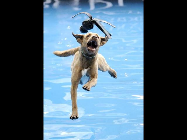 In this image provided by the Purina, Smoke, a two-year-old Chesapeake Bay Retriever, competes in the diving dog event during the Purina Pro Plan Incredible Dog Challenge in Del Mar, California. REUTERS/Gus Ruelas