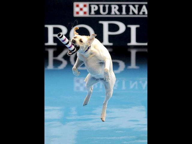 In this image provided by the Purina, Dusty, a five-year-old Labrador, competes in the diving dog event during the Purina Pro Plan Incredible Dog Challenge in Del Mar, California. REUTERS/Gus Ruelas