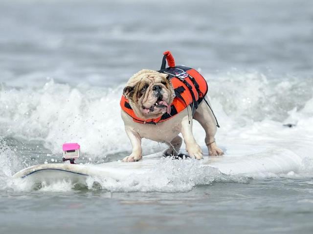 Betsy, a seven-year-old English Bulldog, rides a wave during the surfing competition of the Purina Incredible Dog Challenge in San Diego, California. This canine sporting event features a variety of events including dog surfing, dog diving, freestyle flying disc, head-to-head weave poles, Jack Russell hurdle racing and agility. REUTERS/Gus Ruelas
