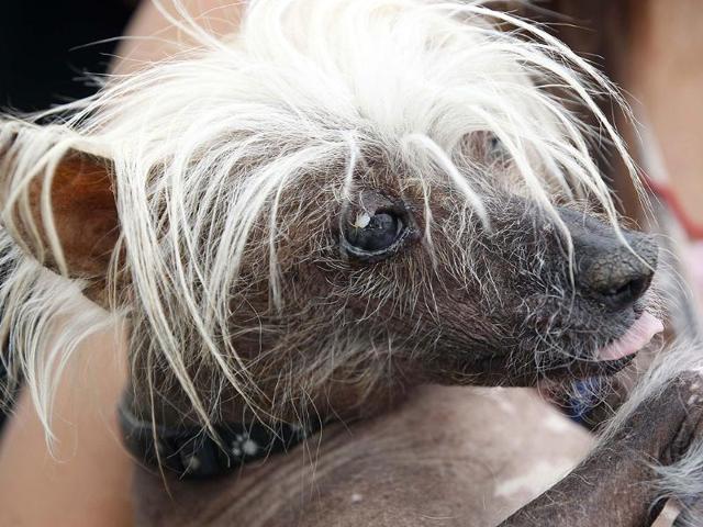 Spam-O-Rama, a Chinese Crested pedigree dog, is seen during the 24th annual World's Ugliest Dog Contest at the Sonoma-Marin Fair in Petaluma, California. (Reuters Photo)