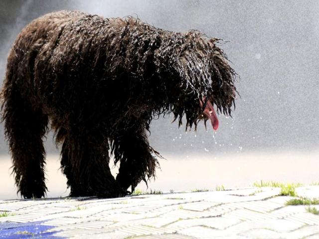 A dog walks by a fountain seeking respite on a hot summer day in Sevilla. AFP/Cristina Quicler