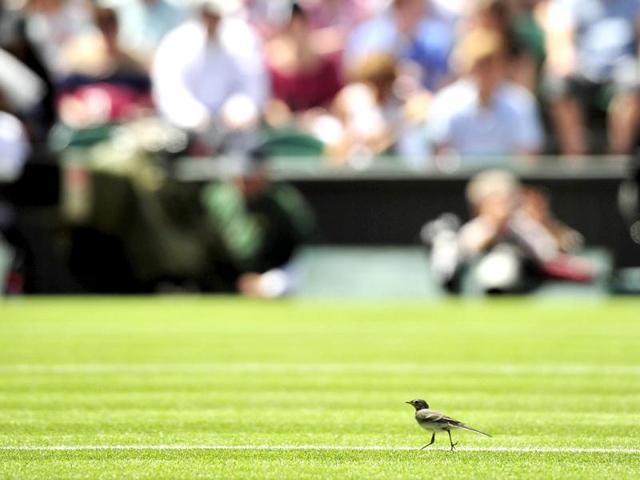 Pied Wagtail bird seen on the Centre Court grass on the second day of the 2012 Wimbledon Championships tennis tournament at the All England Tennis Club in Wimbledon, southwest London. (AFP Photo) Pied Wagtail bird seen on the Centre Court grass on the second day of the 2012 Wimbledon Championships tennis tournament at the All England Tennis Club in Wimbledon, southwest London. (AFP Photo)