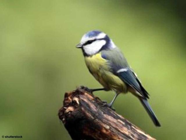 The-results-of-a-new-report-showed-that-female-blue-tits-must-invest-a-lot-of-time-in-preening-to-remain-attractive-as-sexual-partners