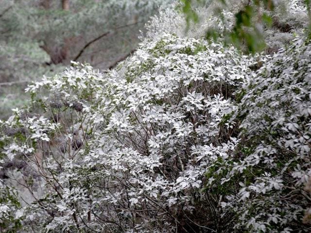 Volcanic ash covers New Zealand bush after the eruption of Mount Tongariro coated the area with ash at Rangipo in the Tongariro National Park. AFP Photo/Marty Melville