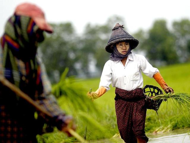 Farmers plant rice seedlings in a paddy field on the outskirts of Yangon. Reuters Photo