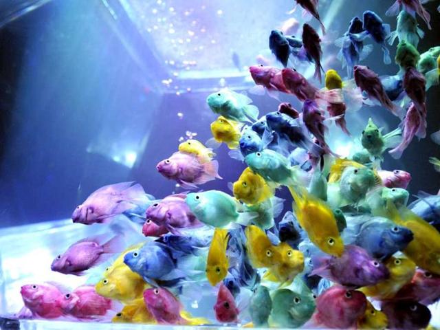 Colorful goldfish swim in a tank as part of an art exhibition 'Art Aquarium' during a press preview in Tokyo. AFP Photo/Yoshikazu Tsuno