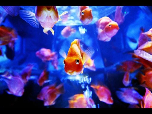 Goldfish-swim-in-a-tank-as-part-of-an-art-exhibition-Art-Aquarium-during-a-press-preview-in-Tokyo-AFP-Photo-Yoshikazu-Tsuno Goldfish-swim-in-a-tank-as-part-of-an-art-exhibition-Art-Aquarium-during-a-press-preview-in-Tokyo-AFP-Photo-Yoshikazu-Tsuno