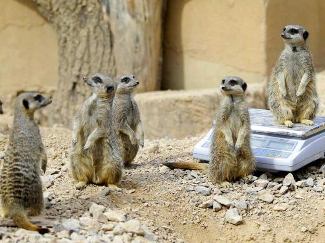 A meerkat stands up on a weighing machine at London Zoo during the annual weighing and measuring of the animals at the zoo. AP/Alastair Grant