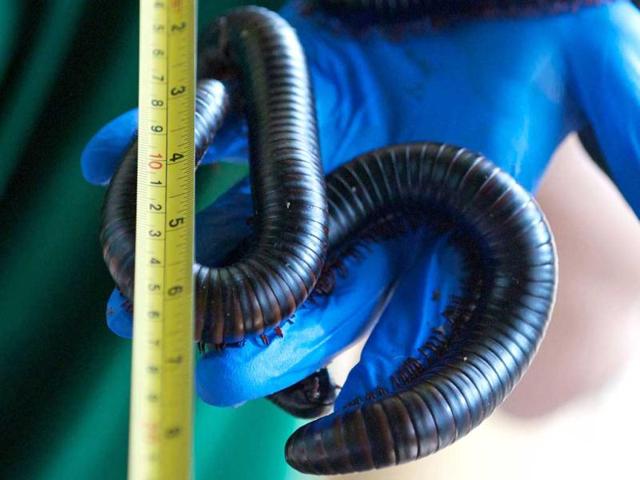 A zookeeper measures a giant African millipede during the annual weigh-in at London Zoo. AFP/Andrew Cowie