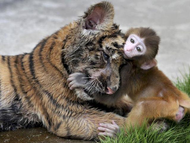 A baby rhesus macaque (Macaca mulatta) plays with a tiger cub at a zoo in Hefei, Anhui province. Reuters/Stringer