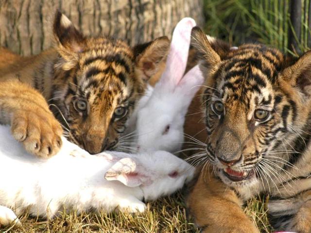 Rabbits play with tiger cubs at a theme park in Sanya, in south China's Hainan province. Reuters/China Daily