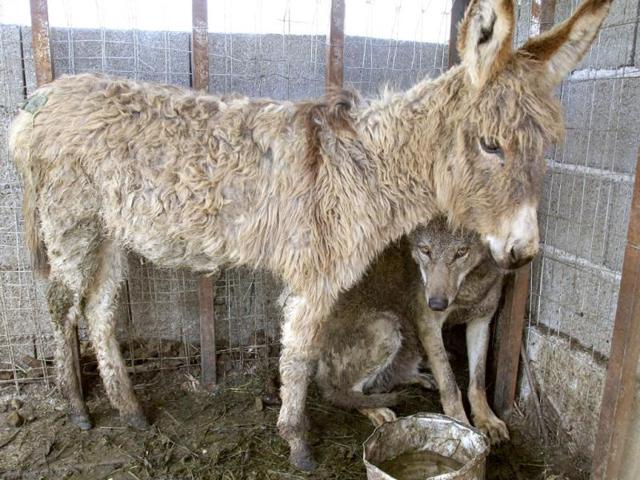 A wolf and a donkey share a cage in the northwestern town of Patok in Albania. The donkey was brought into the enclosure to be fed to the wolf, which was caught in the northern Albanian mountains four months ago. The animals have since become attached to each other. Reuters/Arben Celi