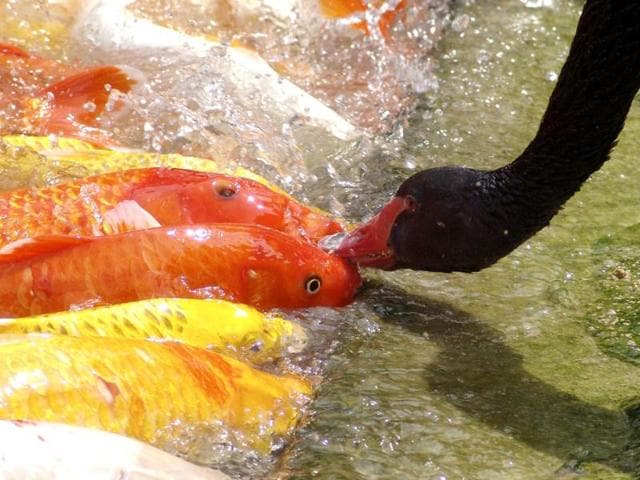 A black swan feeds carps at a wildlife park in Shenzhen, in south China's Guangdong province. Reuters/China Daily