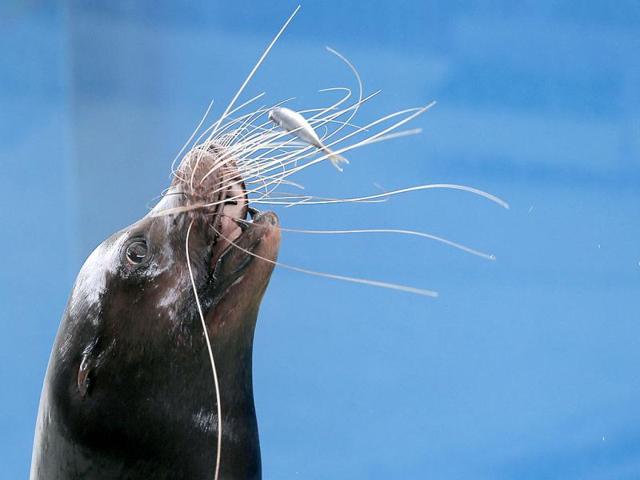A sea lion reaches for a fish during meal time at the Hakkeijima Sea Paradise aquarium-amusement park complex in Yokohama, southwest of Tokyo. AP Photo/Itsuo Inouye