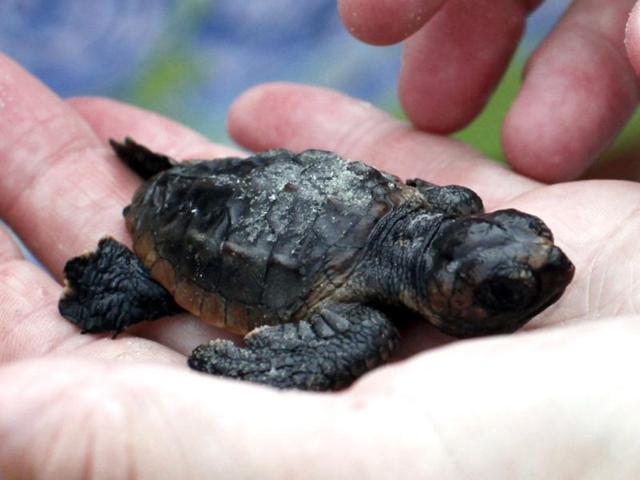 A healthy Loggerhead sea turtle hatchling is held after a hatching inventory on Litchfield Beach.