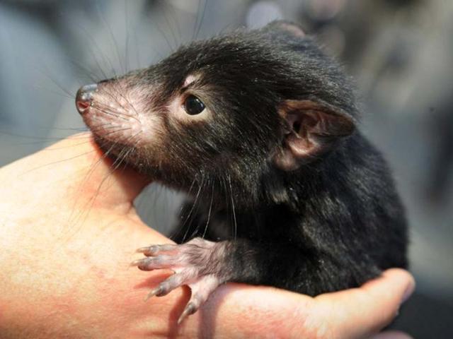 A Tasmanian devil is displayed by wildlife personnel at Martin Place public square in Sydney. AFP/Romeo Gacad