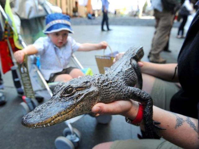 A child looks at a young American alligator displayed by wildlife personnel at Martin Place public square in Sydney. AFP/Romeo Gacad
