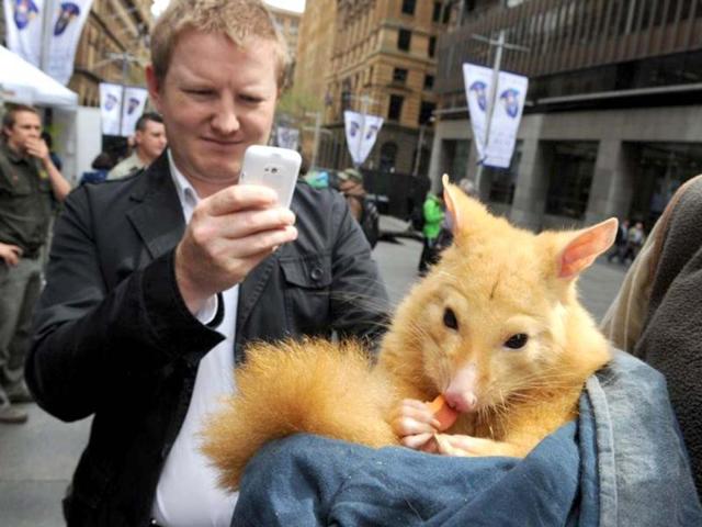 A rare gold brushtail possum eat carrots while displayed by wildlife personnel at Martin Place public square in Sydney. AFP/Romeo Gacad