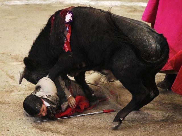 Apprentice bullfighter Mario Bueno "Mayito" is being stepped on by a bull during the "Under-14 Apprentice Bullfighting Competition" in the Arroyo bullring, Mexico City. Reuters/Edgard Garrido