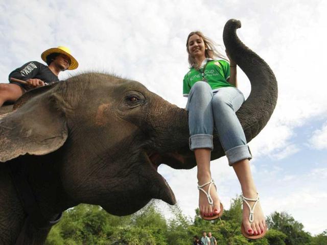 A tourist sits on an elephant's trunk during the opening of the 11th King's Cup Elephant Polo Tournament in the resort town of Hua-Hin, some 160 km south of Bangkok. The match saw 16 international teams with 50 Thai elephants participating. Reuters photo/Sukree Sukplang