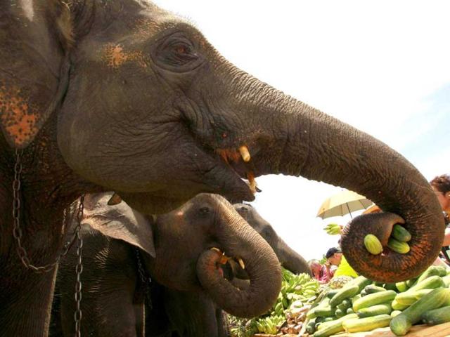Elephants are offered food during the opening of the 11th King's Cup Elephant Polo Tournament in the resort town of Hua-Hin, some 160 km (99 miles) south of Bangkok. Reuters photo/Sukree Sukplang